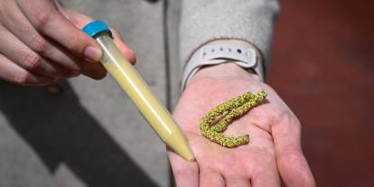 İklim değişikliği polen sezonunu erkene çekti