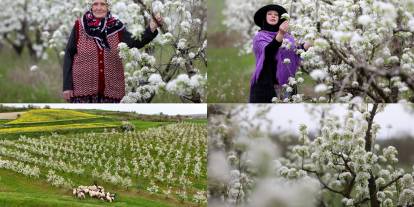 Meyve ağaçlarının çiçek açmasıyla bahçeler beyaza büründü