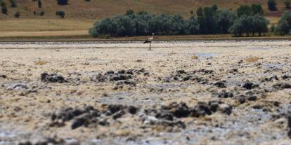 Göçmen kuşların uğrak mekanı, son yağışlarla doldu taştı