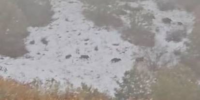 Sivas'a bahar geldi derken kar sürprizi!