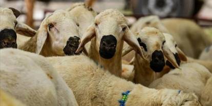 2026 yılı vekaletle kurban kesim bedelleri açıklandı
