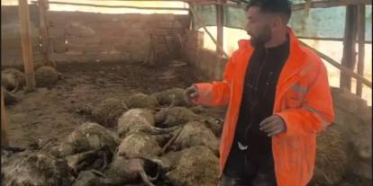 Ağıla giren kurt, 40 koyunu telef etti