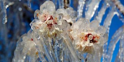 Sivas Valiliğinden çiftçilere kritik uyarı: Zirai don bekleniyor