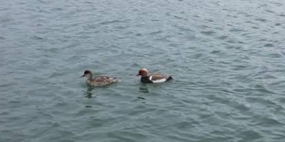 Şarkışla Millet Bahçesi’nde nadir tür sürprizi!