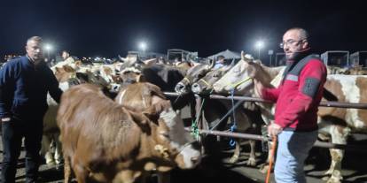Sivas'ta kurban pazarı hareketlendi! Geceye kadar pazarlık