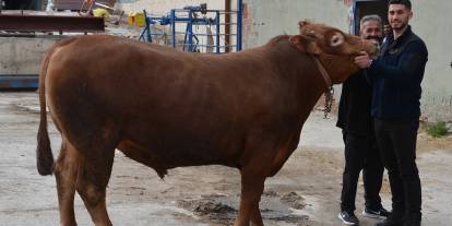 Bir ton 140 kilogramlık kurbanlık dana 575 bin liraya alıcı buldu