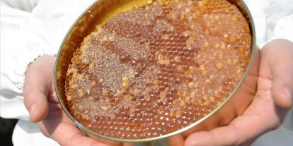 Uygunsuz bal 'temel petek'le engellenecek