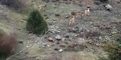 Sivas’ta doğanın güzelliği! Yaban keçileri objektifte