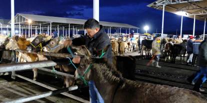 Sivas'ta pazarlıkta son nokta: Danayı alan eşeği bedavaya götürüyor!