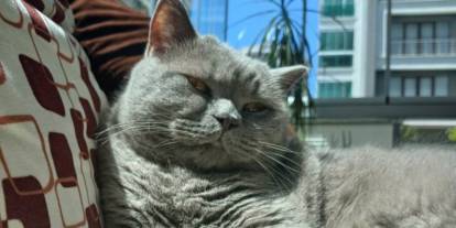 Kuduz aşısı sonrası kedileri ölen aile şikayetçi oldu