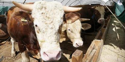 Kurban Bayramı öncesi hastalık ve kesimlere ilişkin tedbirler artırıldı