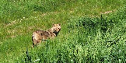 Nesli tükenme tehlikesi altındaki çakal tarlada görüntülendi