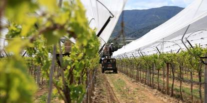 Manisalı üreticiler üzüm bağlarını "dolu tülü" ile koruyor