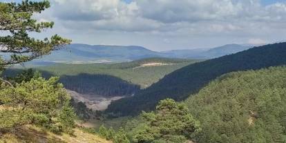 Sivas'ta ağaç katliamı!