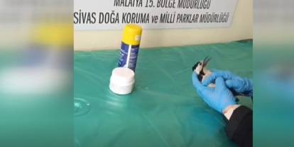 Sivas'ta bitkin bulunan ağaçkakan tedavisinin ardından doğaya salındı