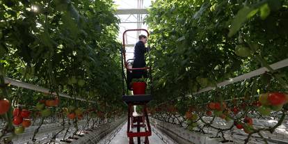 Sivas'ta üreticinin yüzü gülecek! Kısıtlama kaldırıldı