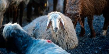 Kurban bağışında "sahte dernek" riski