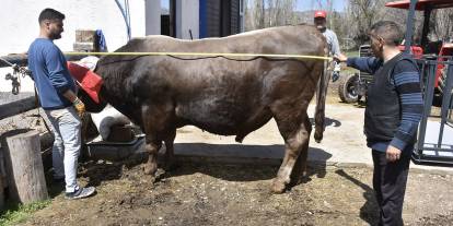 Sivas'ta besi çiftliğinin gözdesi 435 bin TL'ye alıcı bekliyor