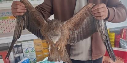 Sivas’ta yaralı kızıl şahin koruma altına alındı