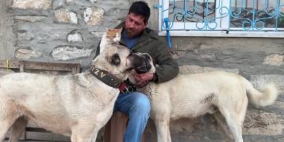 Sivas’ta kedi ile kangal köpeklerinin dostluğu gülümsetti