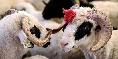 Kurban ibadetiyle ilgili doğru bilinen yanlışlar