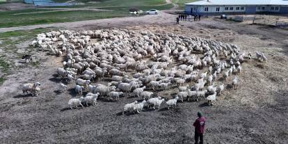 Sivas’taki TİGEM’de anneliğin en saf hali görüntülendi