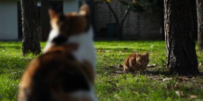 Osmanlı’dan miras "kedi sevgisi"