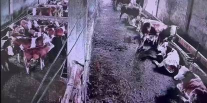 Sivas’ta deprem anında hayvanların tepkisi gündem oldu