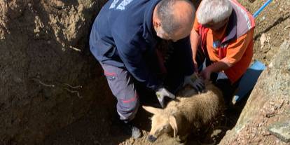 Sivas'ta su kanalında mahsur kalan koyun kurtarıldı