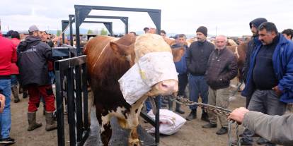 Sivas'ta kurban pazarında tartım mesaisi