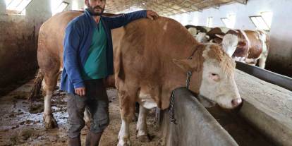 1 ton 200 kiloluk isimsiz tosun, alıcısını bekliyor