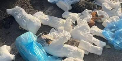 İzmir'de 33 kedinin ölü bulunması ile ilgili gözaltına alınan veteriner adliyede