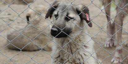 Son iki yılda yaklaşık 3 bin sahipsiz köpek toplandı