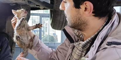 Otomobilin motor bölümüne giren kedi sanayide çıkarıldı