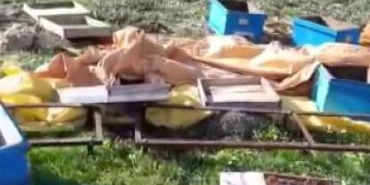 Sivas'ta aç ayı kovanları parçaladı