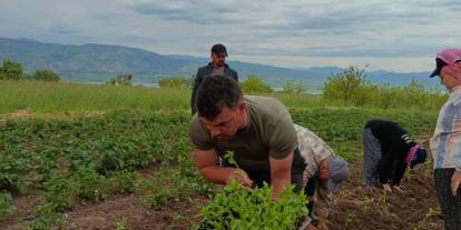 Sivas'ta yeni tarım hamlesi: Maraş biberi üretimi için ilk fideler toprakla buluştu