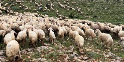 Sivas’ta koyun sürüsünün üzerine yıldırım düştü