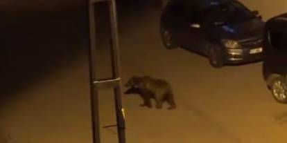 İlçenin kâbusu oldu, gündüz arazide gece ise sokaklarda