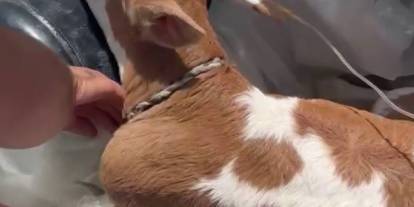 Sivas’ta yürekleri ısıtan manzara: Hasta buzağısını bagajda serumla veterinere götürdü