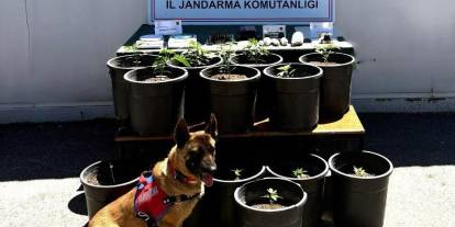 Sivas'ta Jandarmadan "çiçek saksısı" kamuflajına darbe