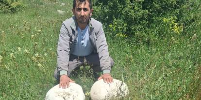 Sivas'ta tam 20 kilogram ağırlığında dev mantar buldu!