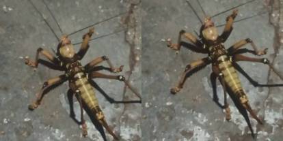 Dev etçil çekirge böyle görüntülendi