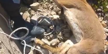 Savağa düşen 3 yaban keçisi halatlarla kurtarıldı!