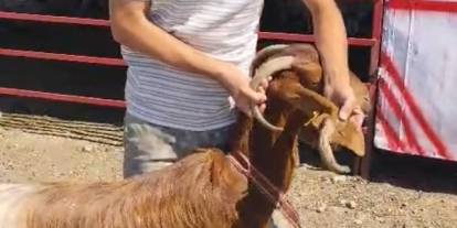 Kulağında boynuz çıkan keçi görenleri şaşırttı