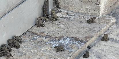 Sağanağın ardından binlerce yavru kurbağa ortaya çıktı