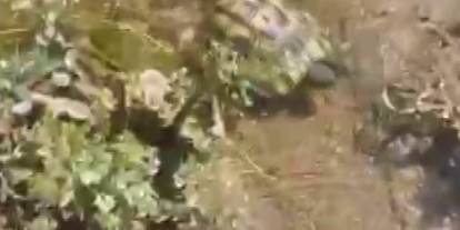 ‘Fıstığım' diye sevdiği kaplumbağayı ölümden kurtardı