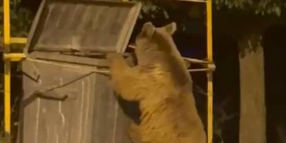Sivas'ta yiyecek arayan ayı ve yavrusu görüntülendi