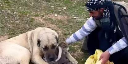 Kangal köpeği yeni doğan kuzuyu koynuna alıp korudu