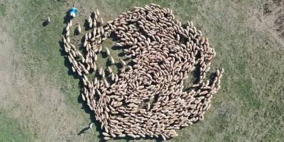 Hayvan varlığı 400 bini aşan TİGEM'den damızlık desteği