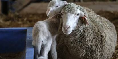 TİGEM 60 bin kilogram merinos yapağı satacak